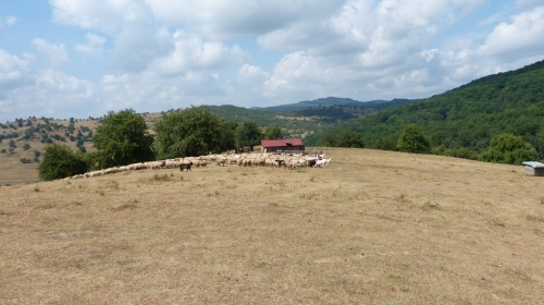 2013-08-26-rumaenienreise-alm-jaad (9)