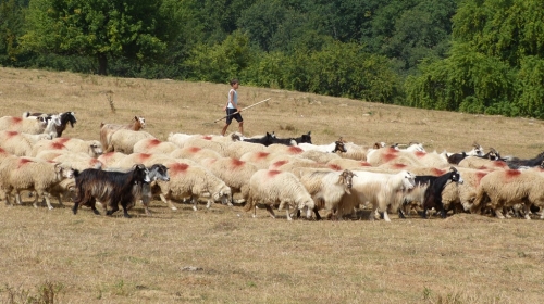 2013-08-26-rumaenienrundreise-alm-jaad